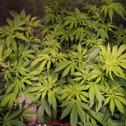 Purple punch growlog timeline photo