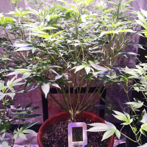 Purple punch growlog timeline photo