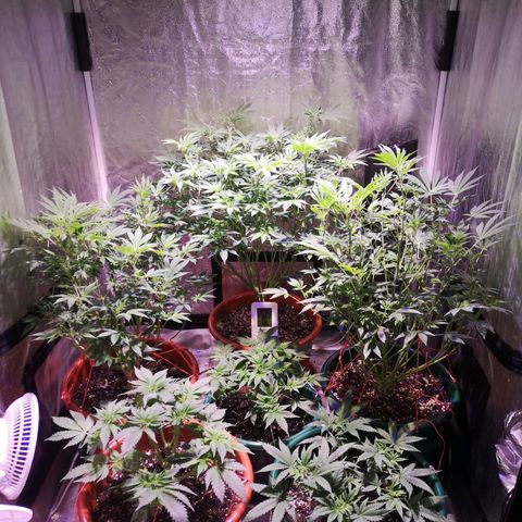 Purple punch growlog timeline photo