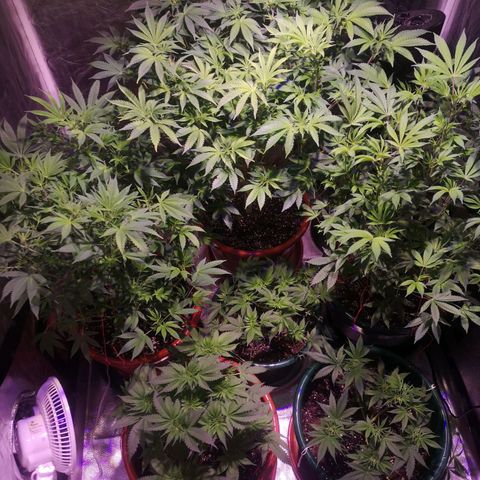 Purple punch growlog timeline photo