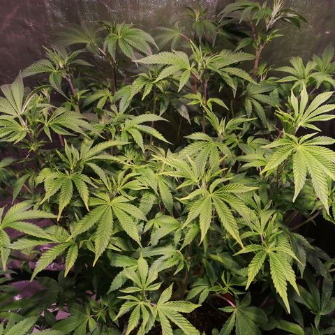 Purple punch growlog timeline photo