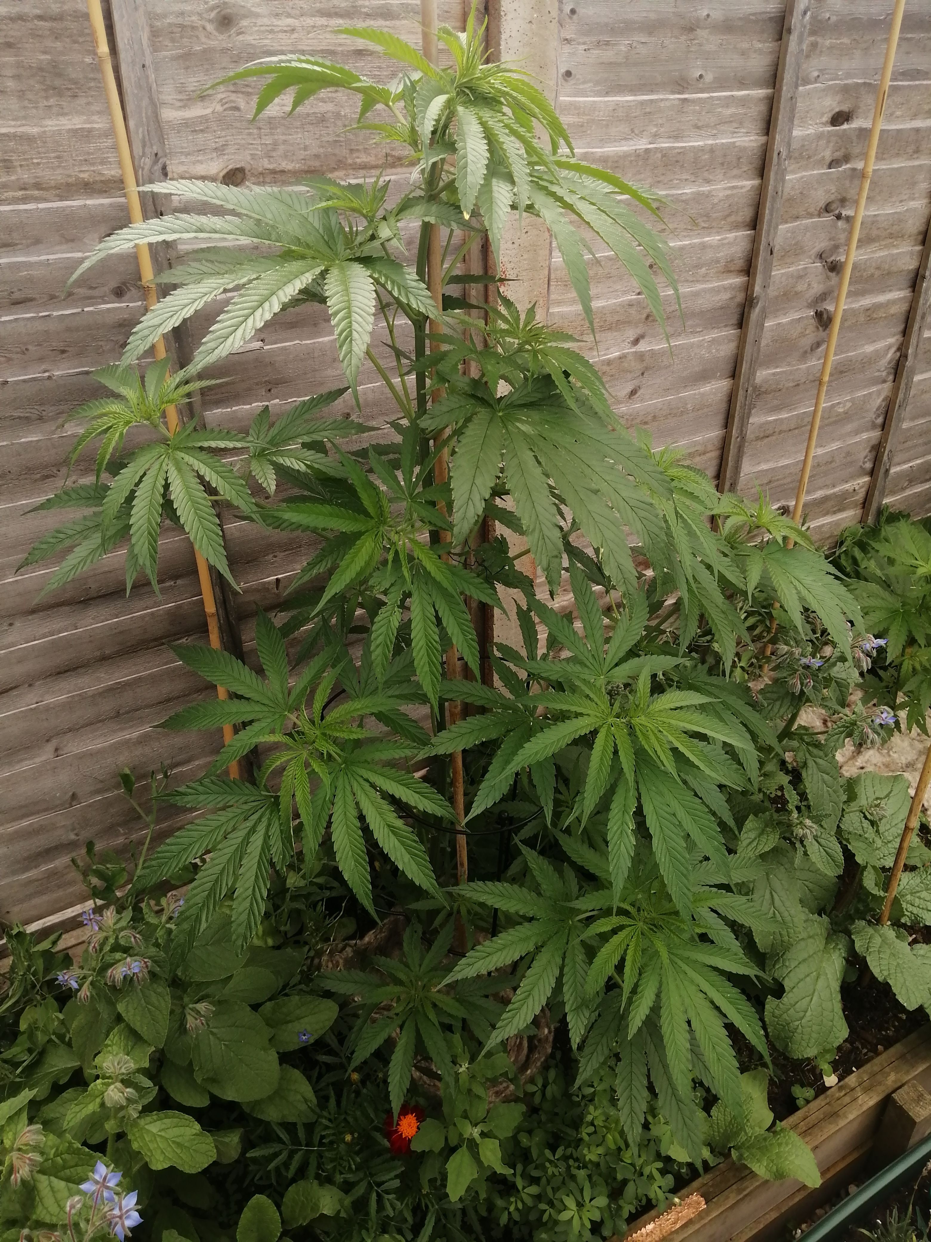 Medical Mass growlog header