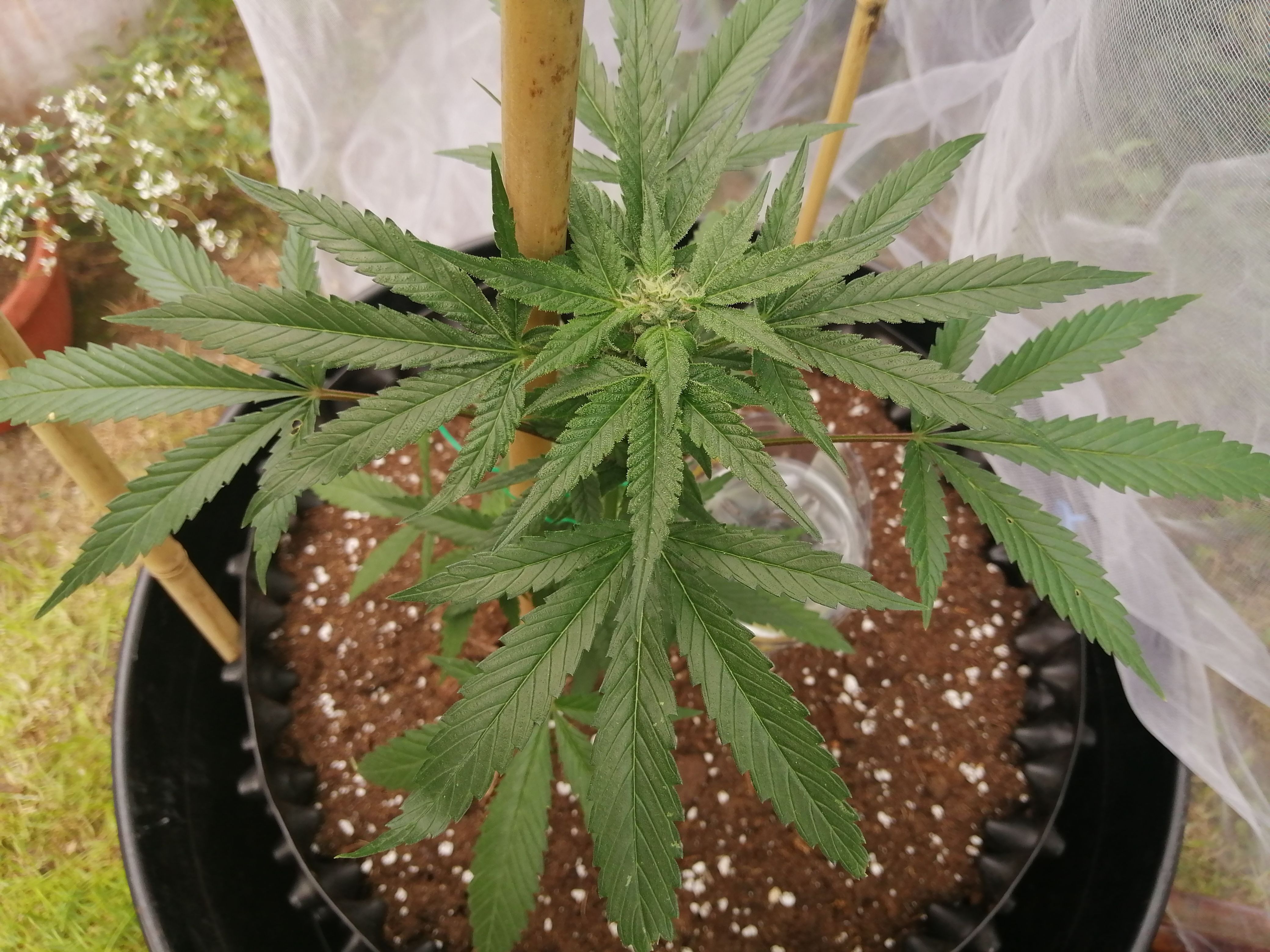 Honey Cream Fast Version growlog header