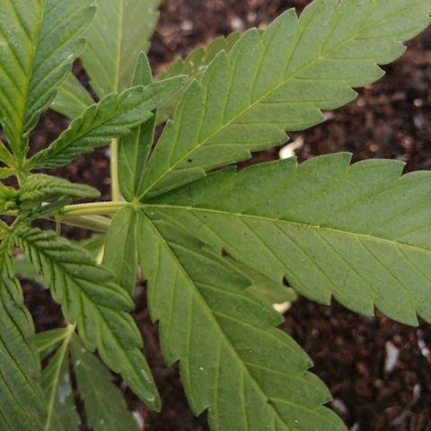 Medical Mass growlog photo