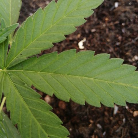 Medical Mass growlog photo