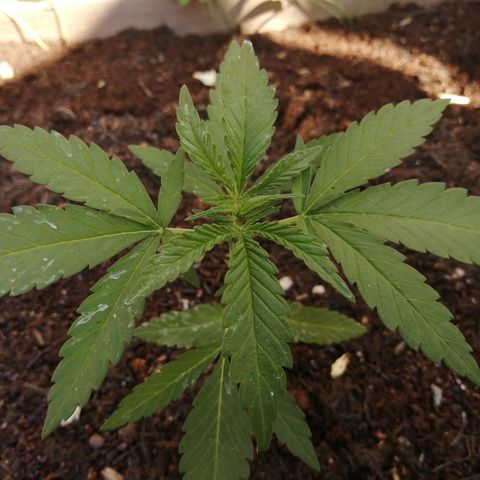Medical Mass growlog photo