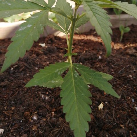 Medical Mass growlog photo