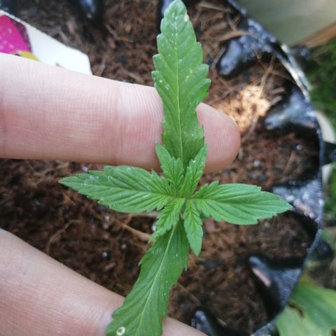Honey Cream Fast Version growlog photo