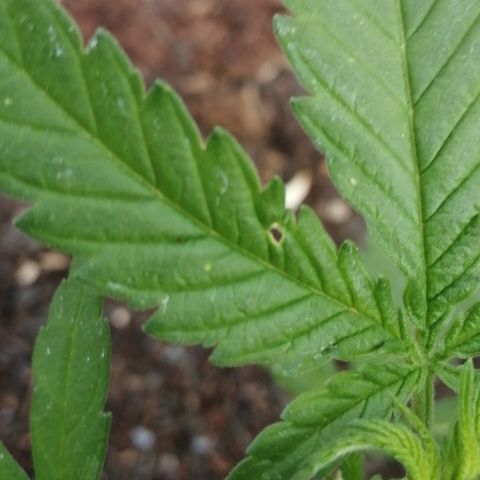Medical Mass growlog photo
