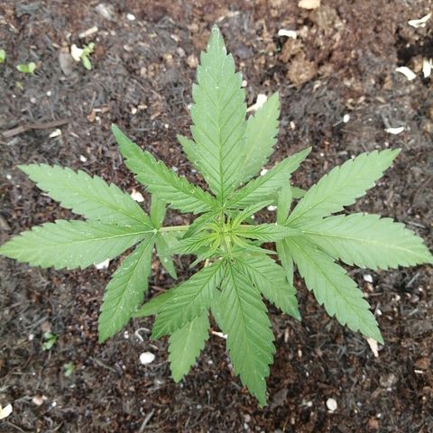 Medical Mass growlog photo: Generally all good except for a couple blips