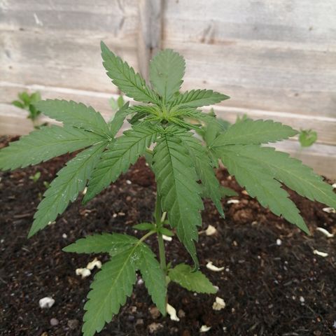 Medical Mass growlog photo: Generally all good except for a couple blips