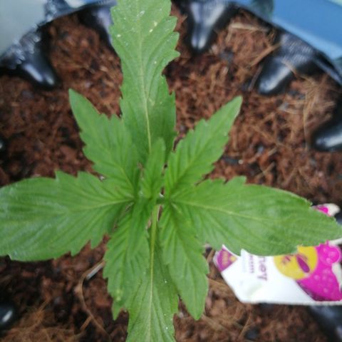 Honey Cream Fast Version growlog photo