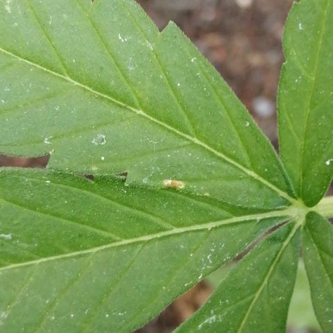 Medical Mass growlog photo: Generally all good except for a couple blips