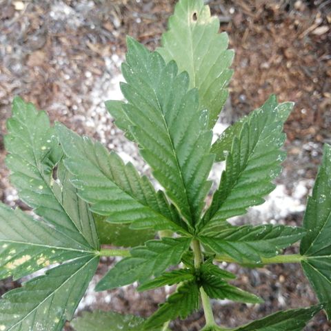 Cookies Gelato growlog photo: Bit holey and torn in places. Brown spots?