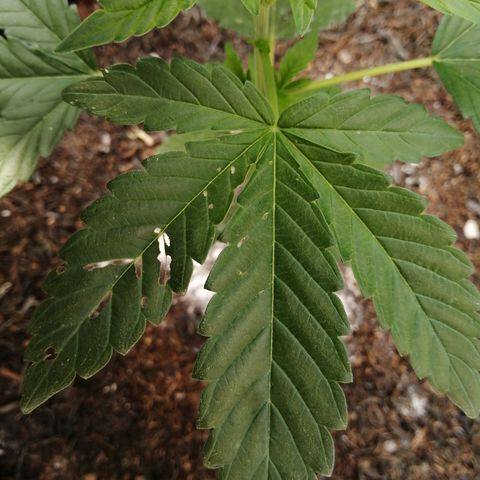 Cookies Gelato growlog photo: Insect damage. Mositure: moist