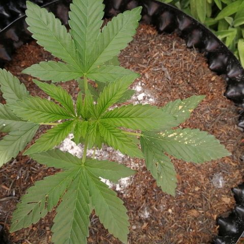Cookies Gelato growlog photo: Insect damage. Mositure: moist