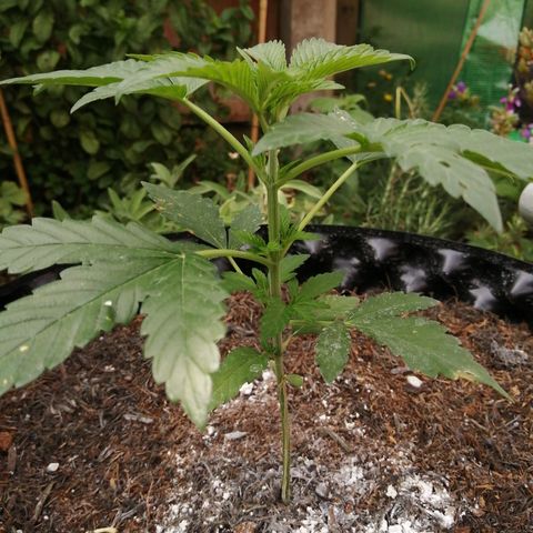 Cookies Gelato growlog photo: Insect damage. Mositure: moist