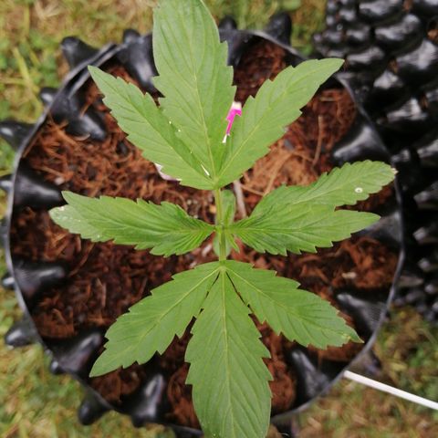 Honey Cream Fast Version growlog photo
