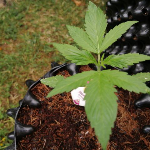 Honey Cream Fast Version growlog photo