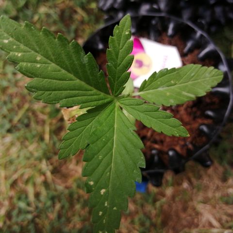 Critical growlog photo: Moisture level moist. Can't see any new top shoots?!