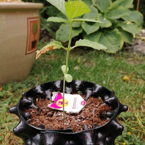 Critical growlog photo: Moisture level moist. Can't see any new top shoots?!