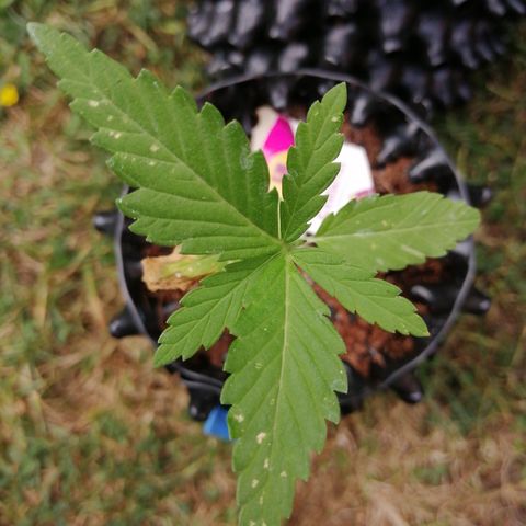Critical growlog photo: Moisture level moist. Can't see any new top shoots?!