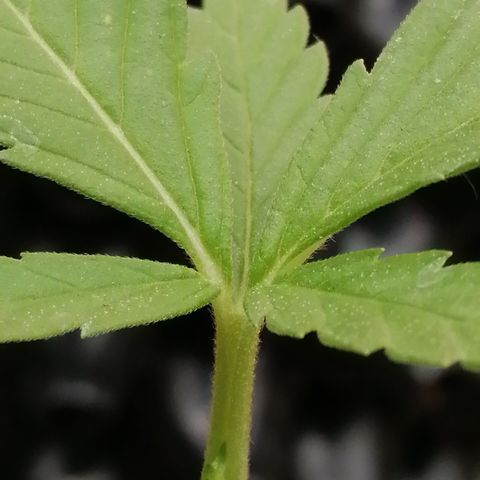 Critical growlog photo: Can't see any new shoots?