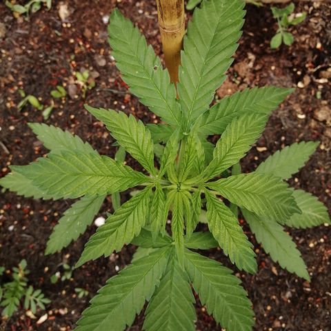 Medical Mass growlog timeline photo