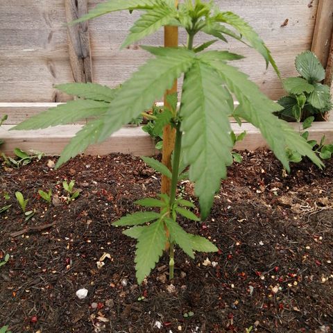 Medical Mass growlog timeline photo