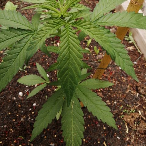 Medical Mass growlog timeline photo