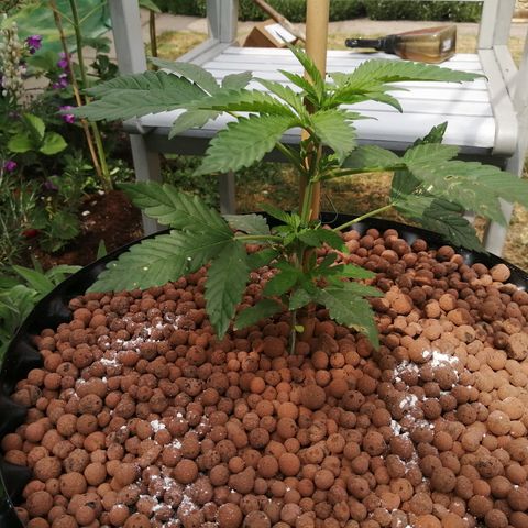 Cookies Gelato growlog photo: Topped off with composed, DE, and clay pebbles