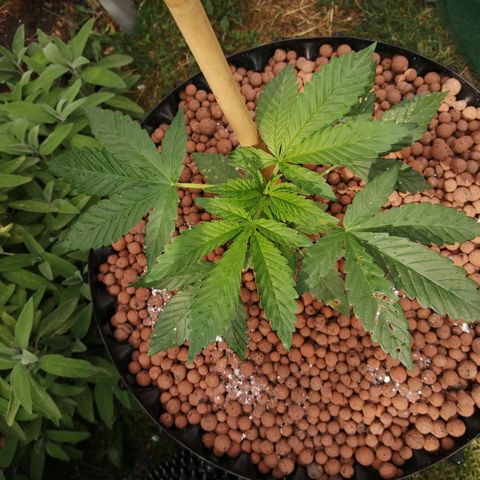 Cookies Gelato growlog photo: Topped off with composed, DE, and clay pebbles