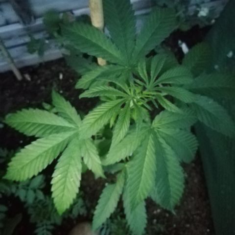 Medical Mass growlog photo: Evening photo