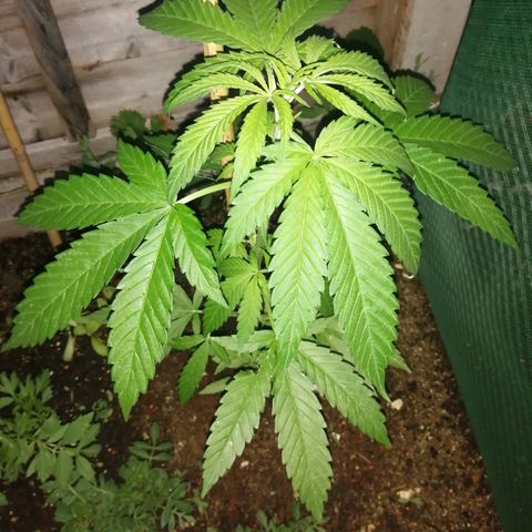 Medical Mass growlog photo: Evening photo