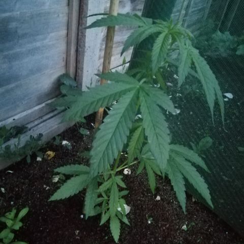 Medical Mass growlog photo: Evening photo