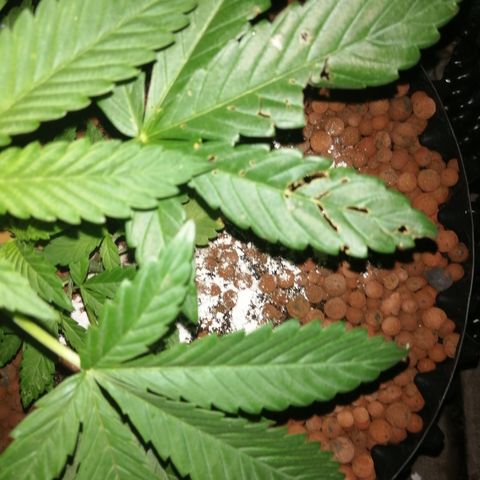 Cookies Gelato growlog photo: Evening check, 92% humidity 