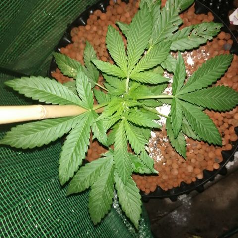 Cookies Gelato growlog photo: Evening check, 92% humidity 