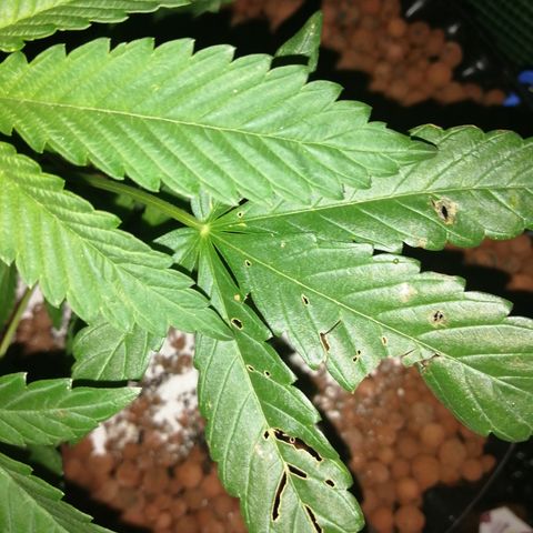 Cookies Gelato growlog photo: Evening check, 92% humidity 