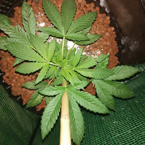 Cookies Gelato growlog photo: Evening check, 92% humidity 