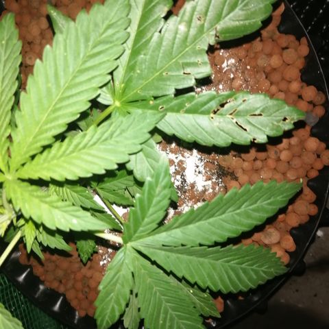 Cookies Gelato growlog photo: Evening check, 92% humidity 
