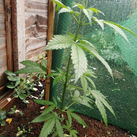 Medical Mass growlog timeline photo