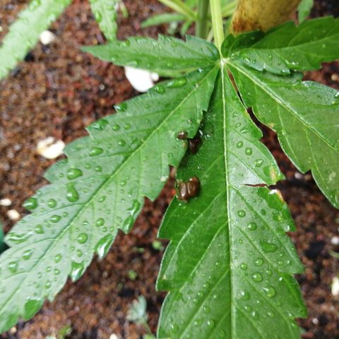 Medical Mass growlog timeline photo
