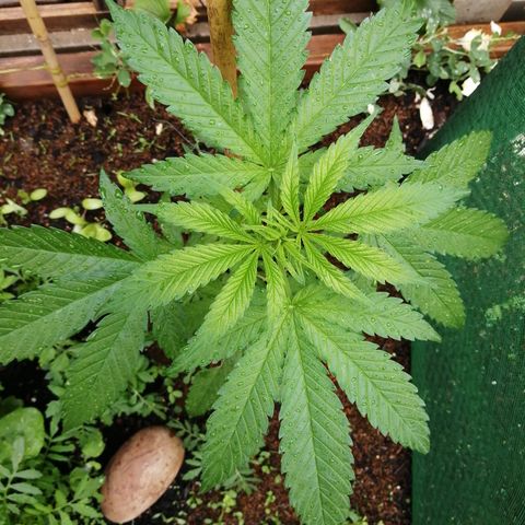 Medical Mass growlog timeline photo