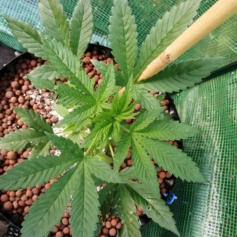 Cookies Gelato growlog timeline photo
