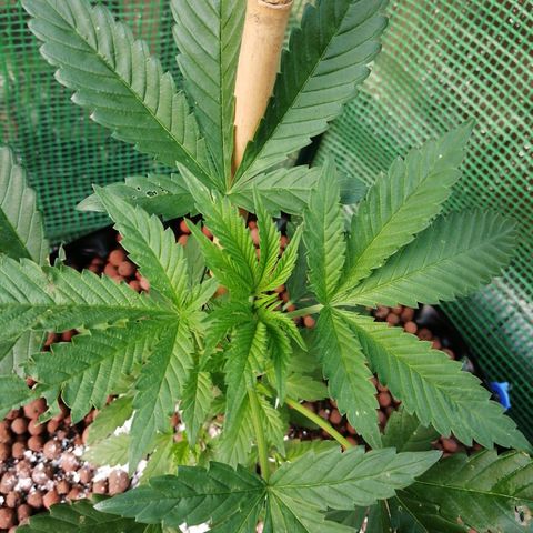Cookies Gelato growlog timeline photo