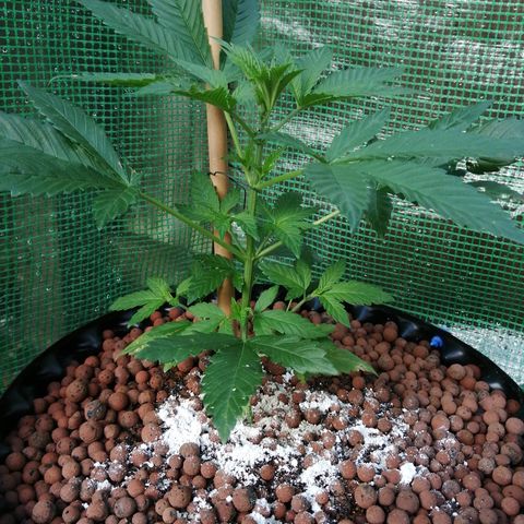 Cookies Gelato growlog timeline photo