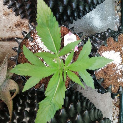 Honey Cream Fast Version growlog timeline photo