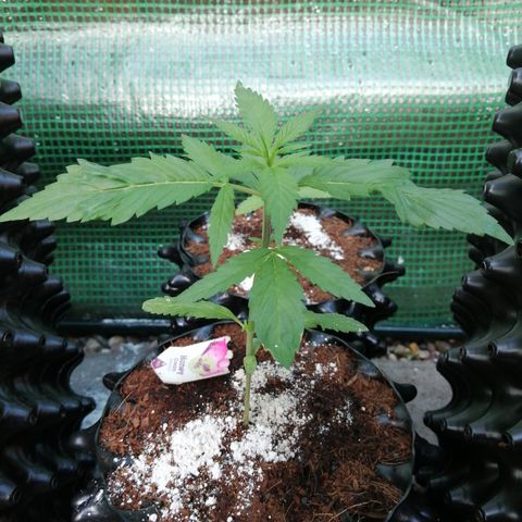 Honey Cream Fast Version growlog timeline photo