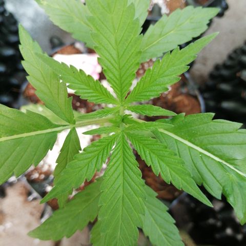 Honey Cream Fast Version growlog timeline photo