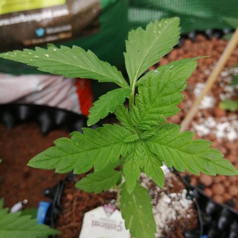 Critical growlog timeline photo